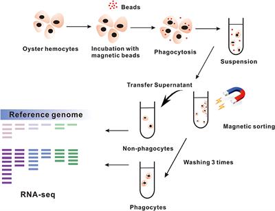 Phagocyte Transcriptomic Analysis Reveals Focal Adhesion Kinase (FAK) and Heparan Sulfate Proteoglycans (HSPGs) as Major Regulators in Anti-bacterial Defense of Crassostrea hongkongensis